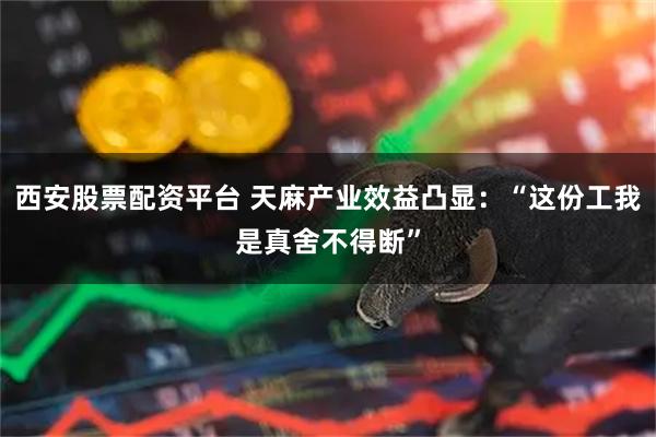 西安股票配资平台 天麻产业效益凸显：“这份工我是真舍不得断”